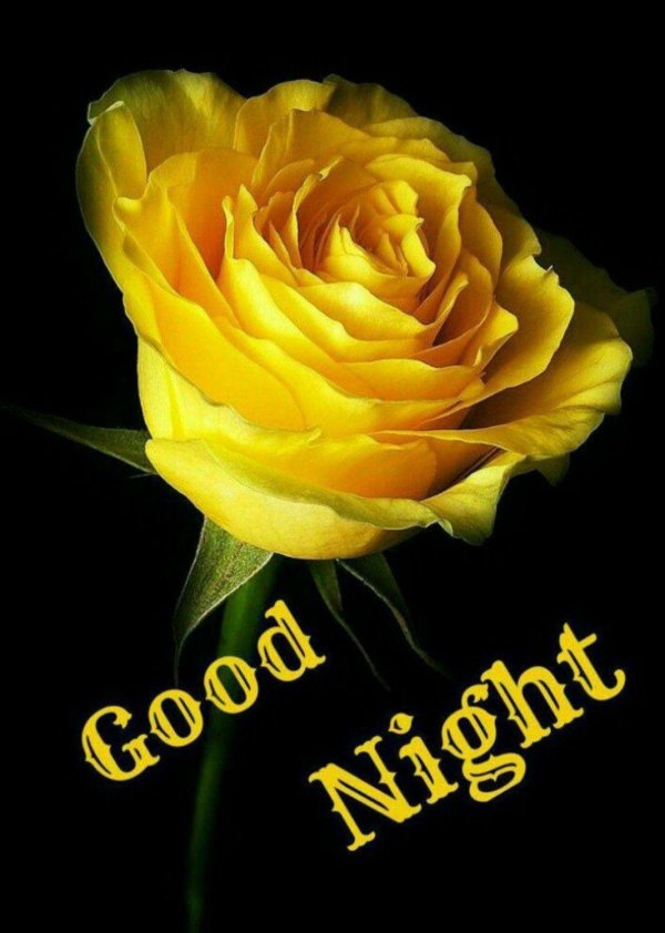 жёлтая роза