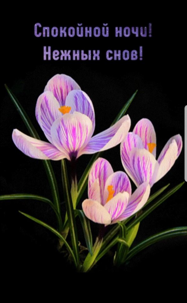 открытки спокойной весенней ночи