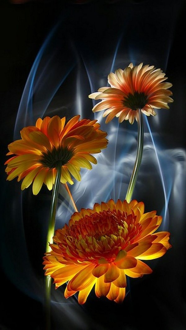 гелихризум бессмертник