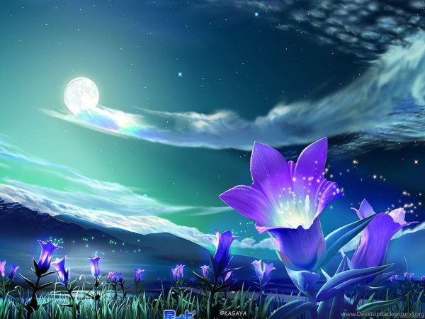 ночной цветок луноцвет