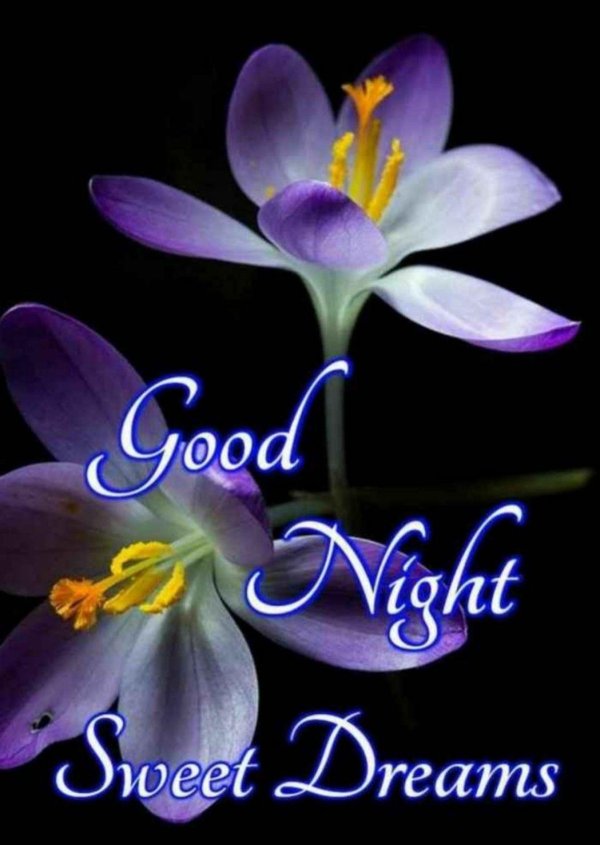 крокус цветы