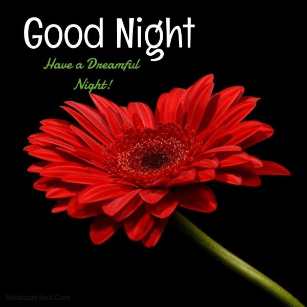 гербера красная