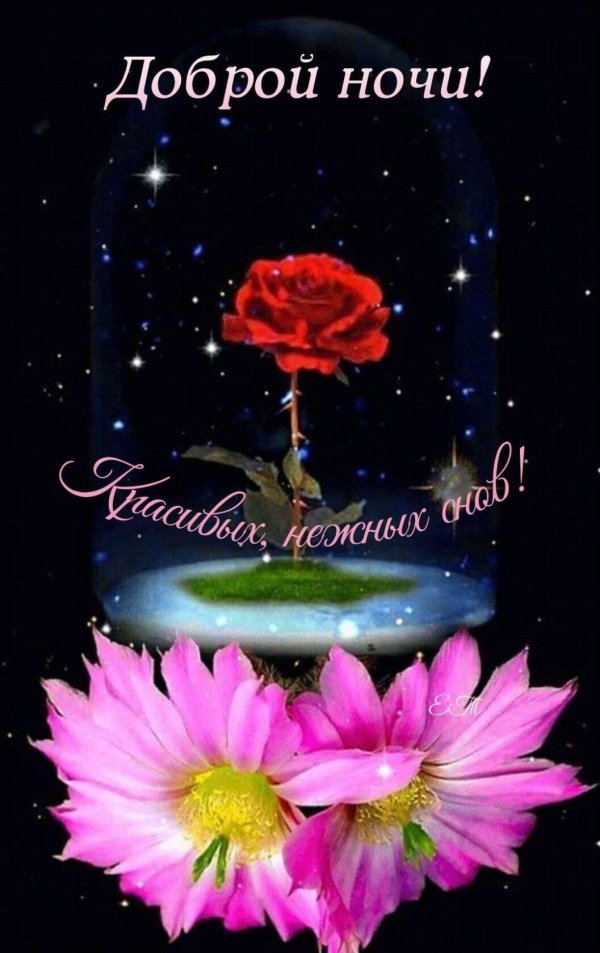 доброй ночи цветы