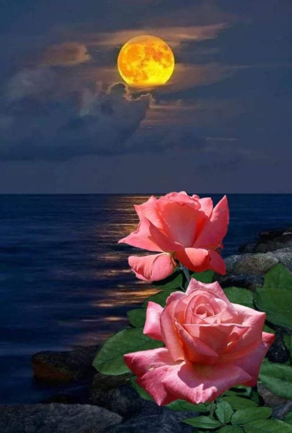 лунные цветы