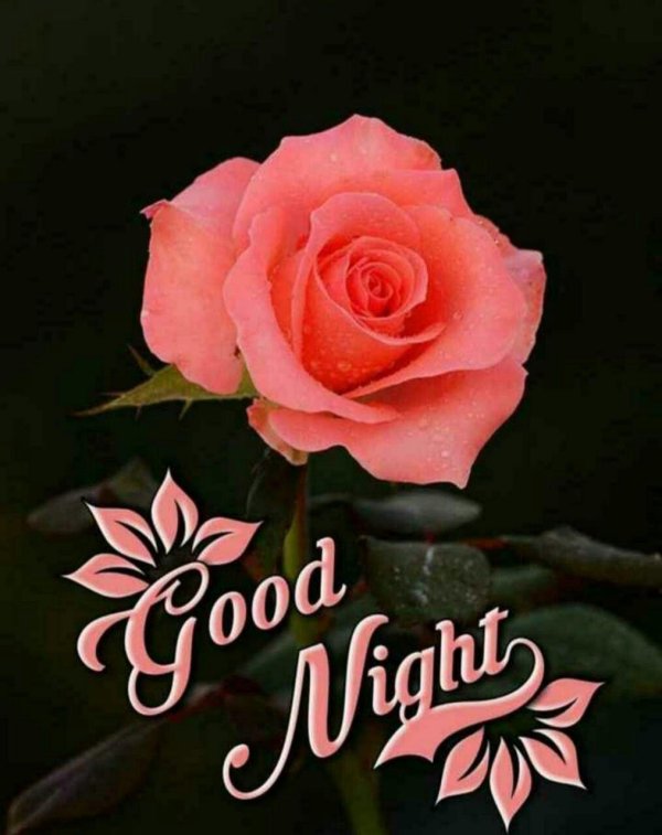 good night flower
