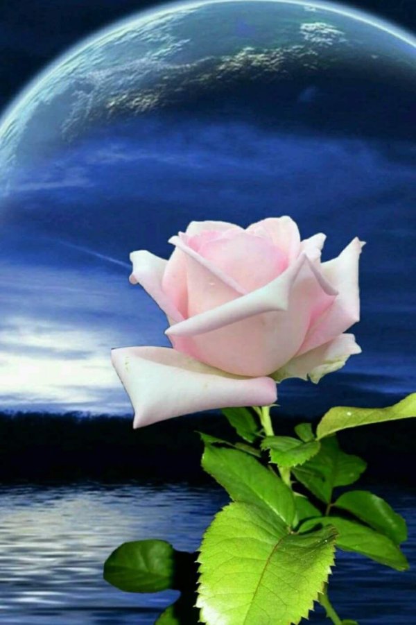 красивые цветочки