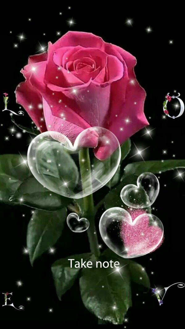 розы блестящие