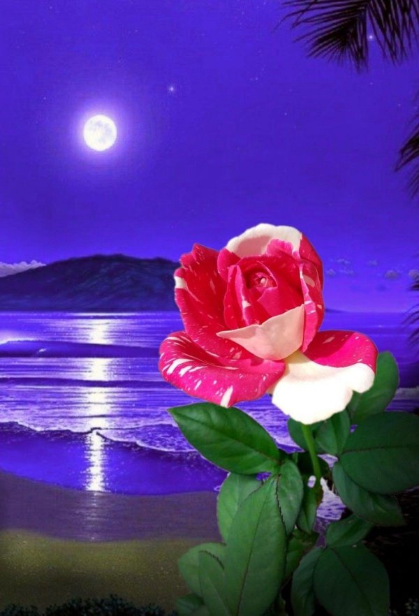 лунные цветы