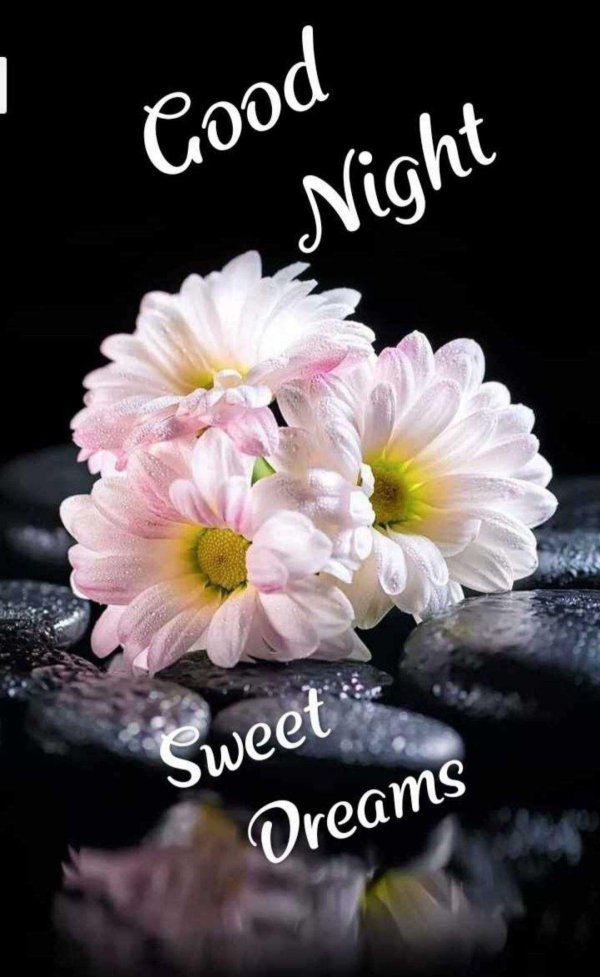 good night flower