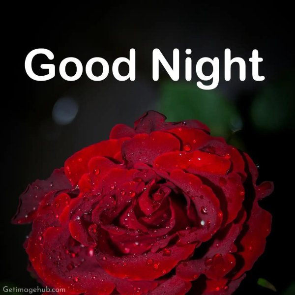 good night roses