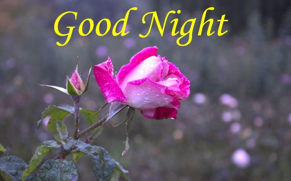 good night roses