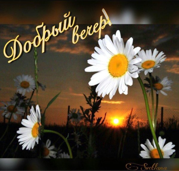 ночные ромашки