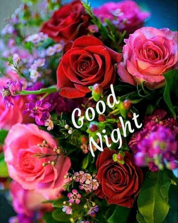 цветы красивые розы