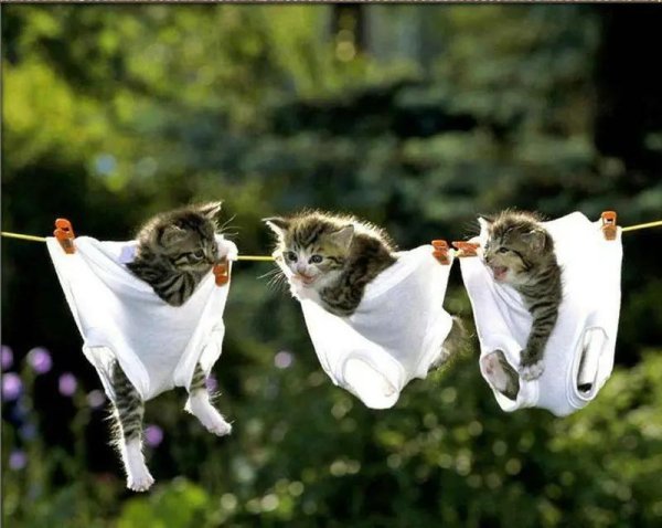 С приколами