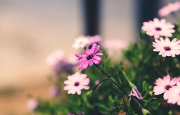 красивые цветочки