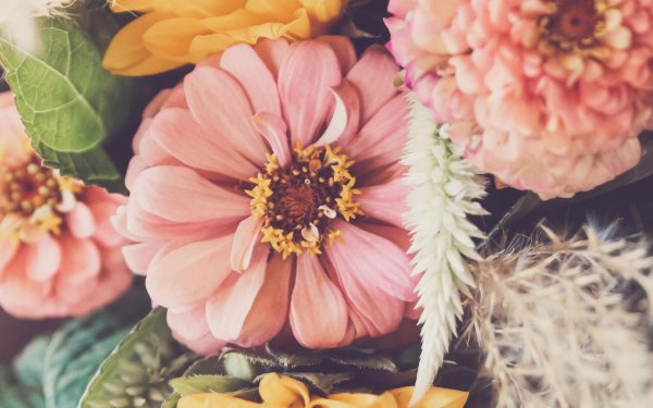 цветы лепестки