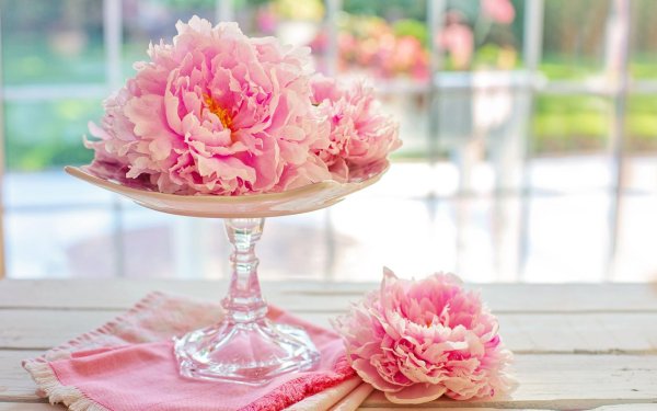 пион магнолия флауэр