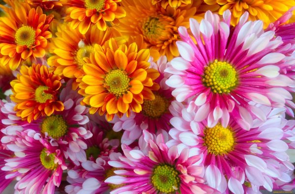 хризантемы разноцветные
