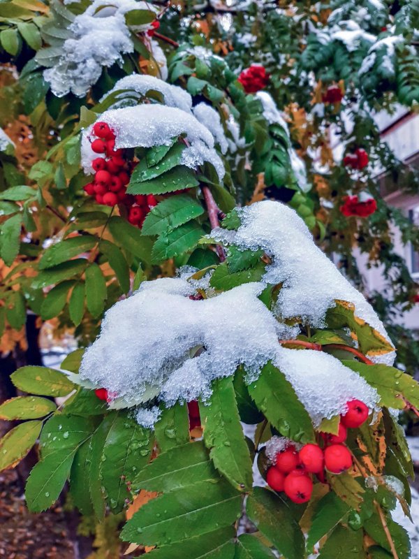 Рябина зимой