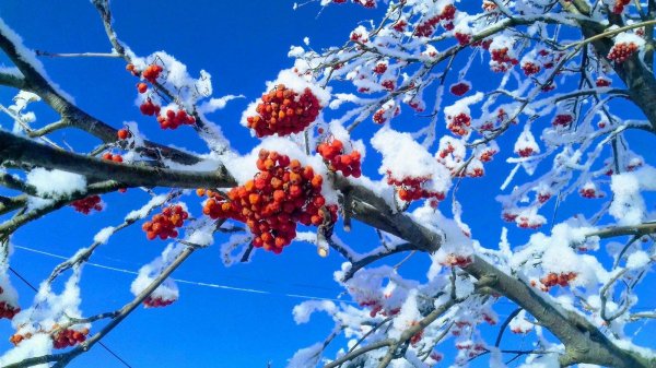 Рябина зимой