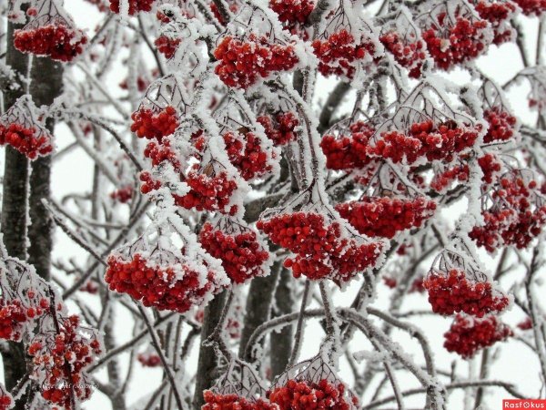 Рябина зимой