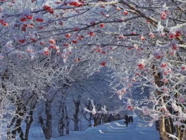 Рябина зимой