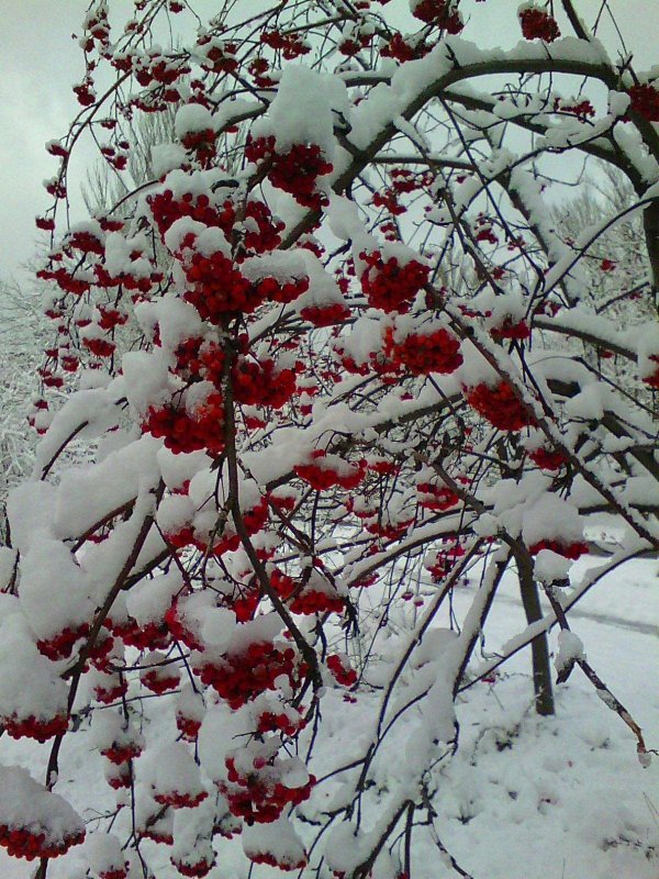 Рябина зимой