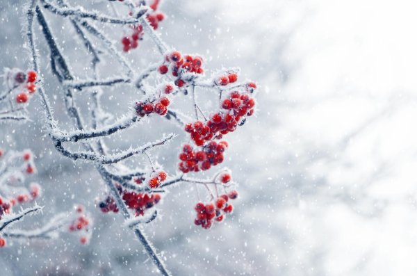 Рябина зимой