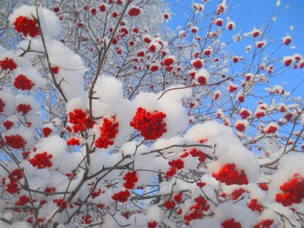 Рябина зимой