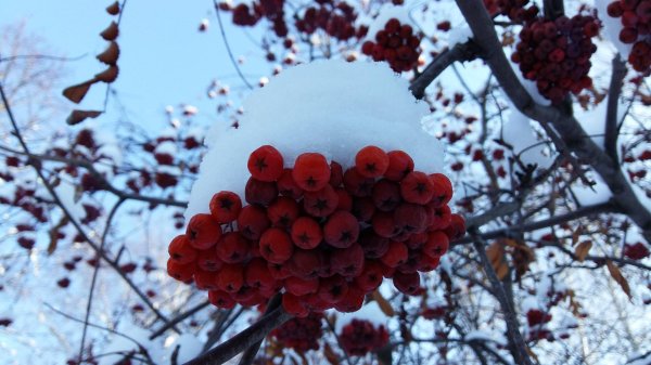 Рябина зимой