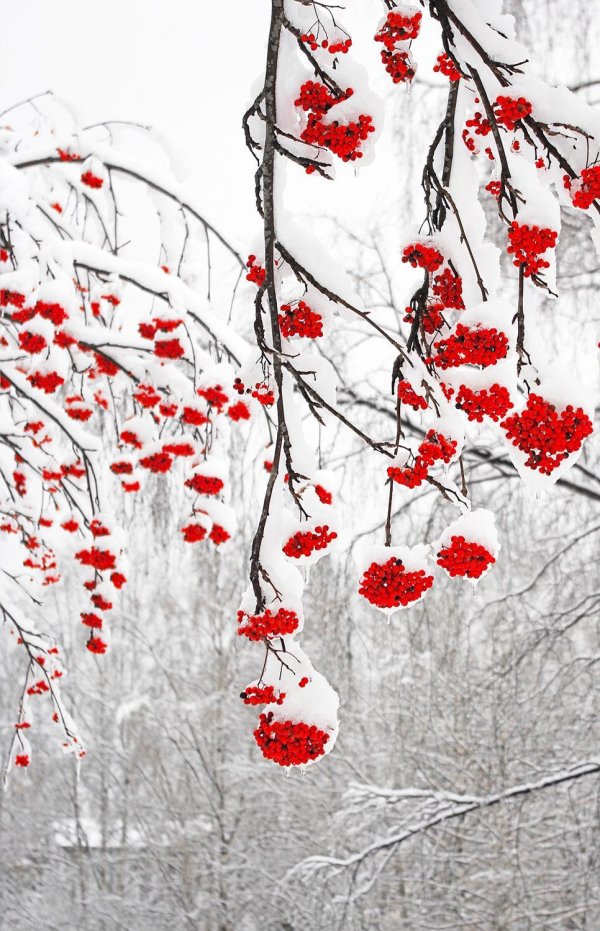 Рябина зимой