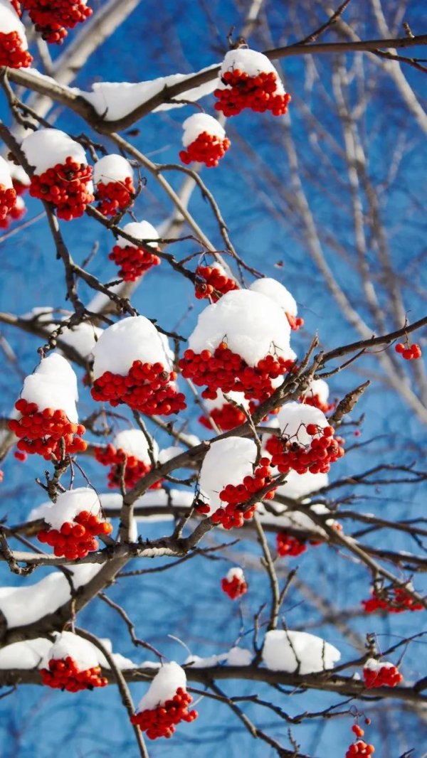 Рябина зимой