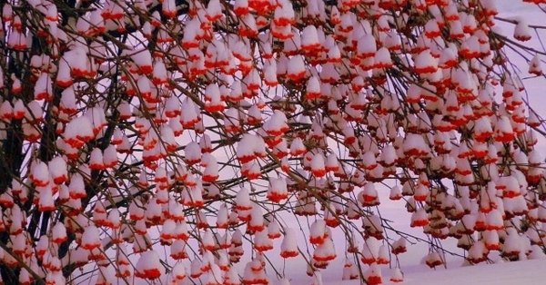 Рябина зимой