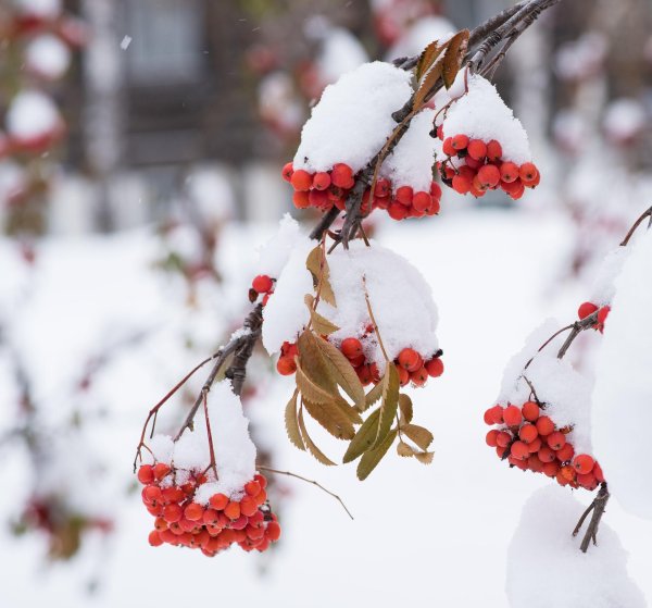 Рябина зимой