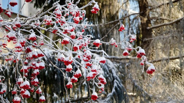 Рябина зимой