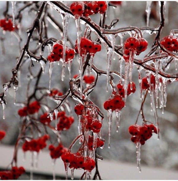 Рябина зимой