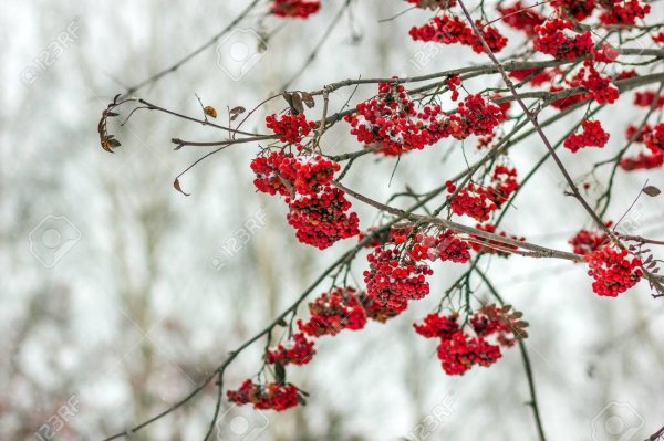 Рябина зимой