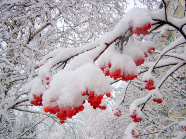 Рябина зимой