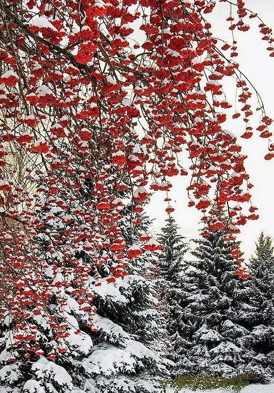 Рябина зимой