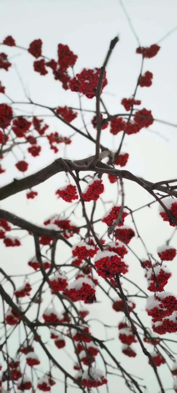 Рябина зимой