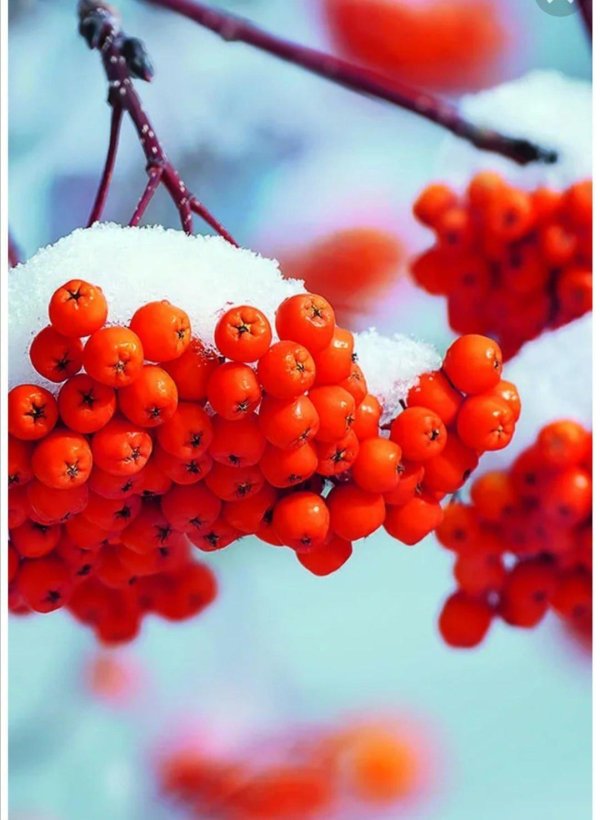 Рябина зимой