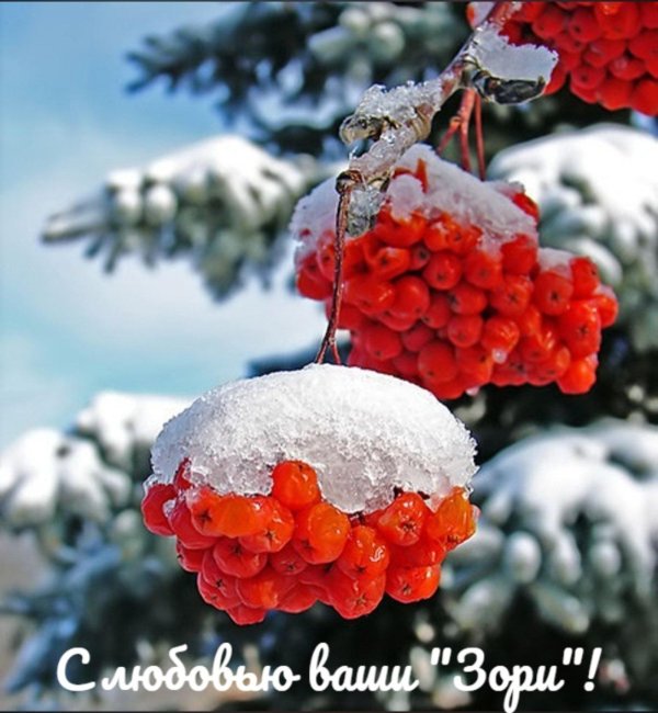 Рябина зимой