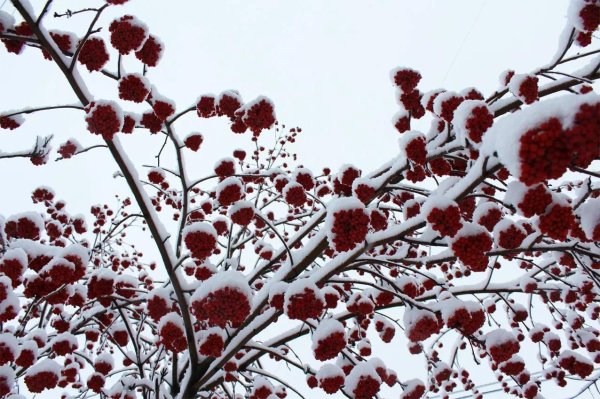 Рябина зимой