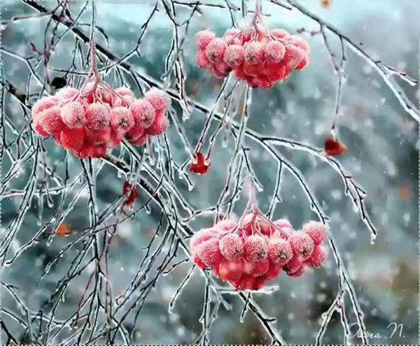 Рябина зимой