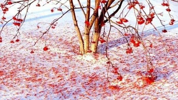 Рябина зимой