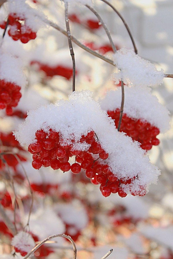 Рябина зимой