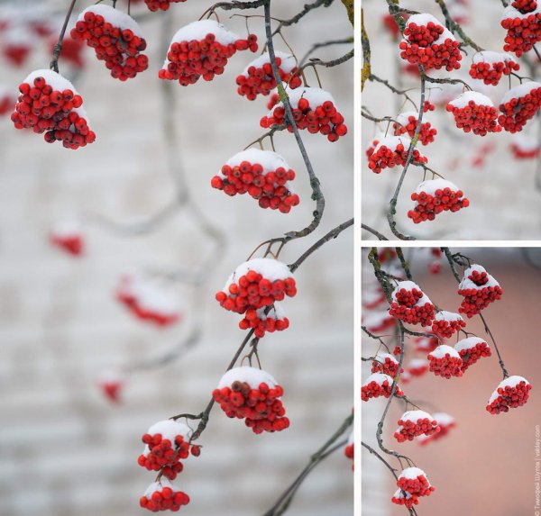 Рябина зимой