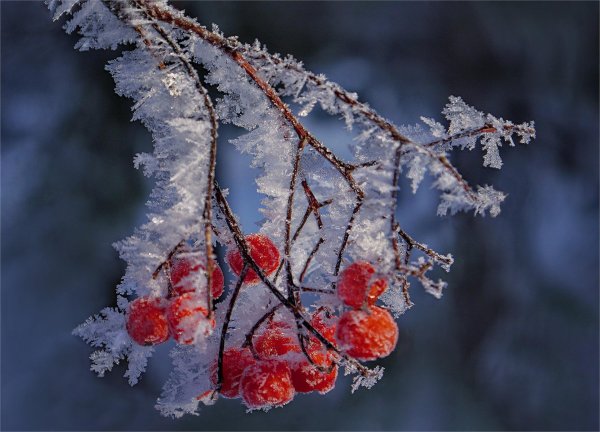 Рябина зимой