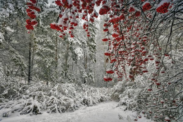 Рябина зимой