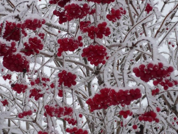 Рябина зимой